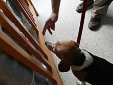 See how dogs are helping to detect those pesky pests known as bedbugs.