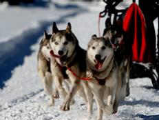 During the winter months, a variety of outfitters offer dog-sledding experiences for all to enjoy.