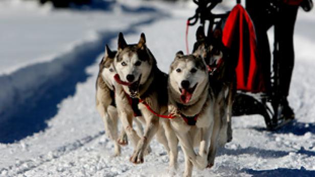 how far can sled dogs travel in a day