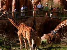 Featuring the plains of Africa, the jungles of Asia, primeval forests and live animals, this theme park is one of Disney's biggest undertakings -- and the perfect place for your next family vacation.