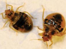 Check out 10 things you need to know about bedbugs.  Be on the lookout and don't let bedbugs hitch a ride with you.