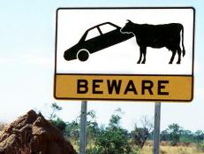 Straight from a science-fiction movie: Beware of car-eating cows? We're hoping this is a sign for a cattle crossing.