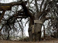 This ironwood "Hanging Tree" tree was used for many of the executions that occurred in this lawless gold-rush town.