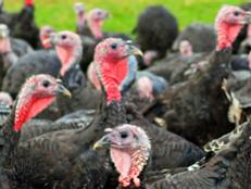 Here are 5 of our favorite turkey farms worth investigating.