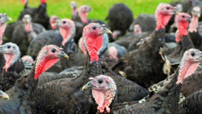 family turkey