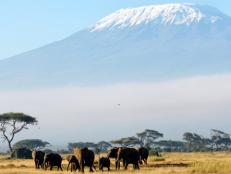 Africa's highest peak is Mount Kilimanjaro where hikers may encounter elephants moving across the African savanna.