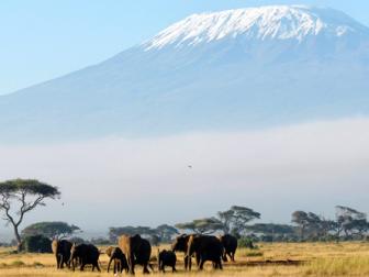 Africa's highest peak is Mount Kilimanjaro where hikers may encounter elephants moving across the African savanna.