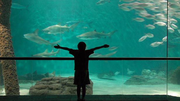 Audubon Aquarium of the Americas, New Orleans