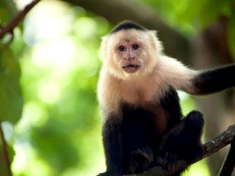 A white-headed Capuchin monkey scopes out his environment. Capuchins are highly intelligent and are known to use tools to crack nuts and forage for food.