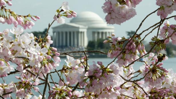Cherry blossom trees are in full bloom at the Tidal Basin in Washington, DC, pictured here with the Jefferson Memorial in the background.  