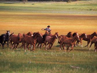  'Cowboy herding horses near Fairplay, Colorado'