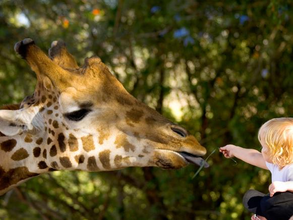  'Child Feeding A Giraffe'