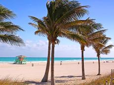  'Sandy South Miami Beach Florida with Plams'
