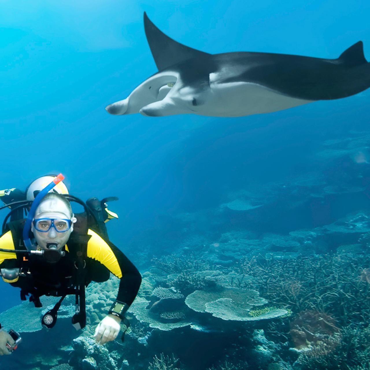 4 Days 3 Nights Manta Ray Adventure