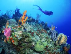  'Diver exploring coral reef'