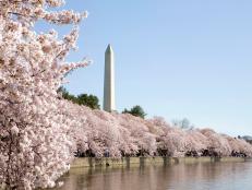 Cherry Blossoms in Washington, DC