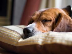  'Beagle Dog Sleeping'