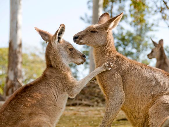  'Kangaroos in an animal farm.'