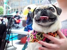 This pooch is all for peace at Woofstock Festival. 