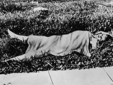  'The naked corpse of American aspiring actress and murder victim Elizabeth Short (1924 - 1947), known as the 'Black Dahlia,' lies on a grassy field covered by a blanket after the body was discovered in a vacant lot in the Leimert Park neighborhood of Los Angeles, California, January 15, 1947. Short's murdered body was severly mutilated and severed at the waist. The murder still remains unsolved. (Photo by INTERNATIONAL NEWS PHOTO/Getty Images)'