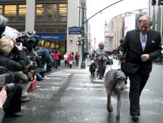 David Frei, the Westminster Kennel Club’s director of communications, leads Hickory, a Scottish Deerhound and reigning Best in Show champion, across 7th Avenue at 31st Street, followed by 5 new breeds allowed to enter this year’s dog show.