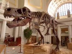 We got to know Sue, the largest Tyrannosaurus Rex ever found, who is now at The Field Museum of Chicago. Read the secrets of Sue.