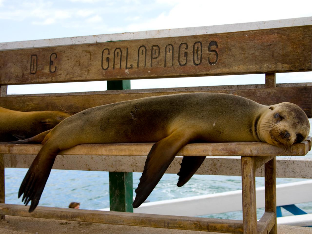 California seals