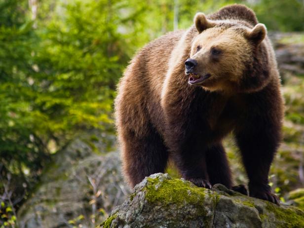 Brown Bears