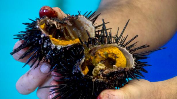 The inside of a freshly harvested sea urchin at Catalina Offshore Products