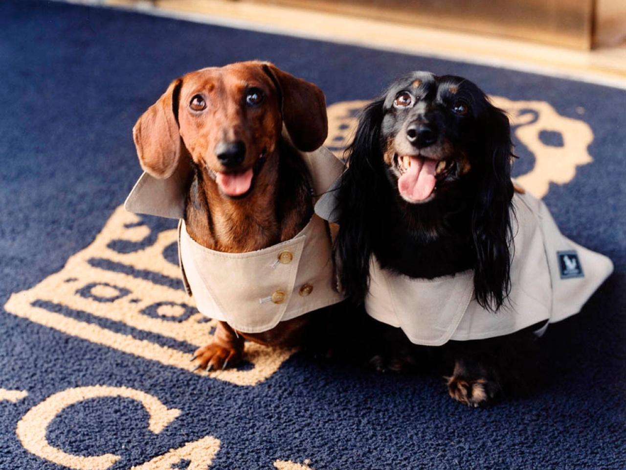 The best dog-friendly hotels with posh amenities for pets