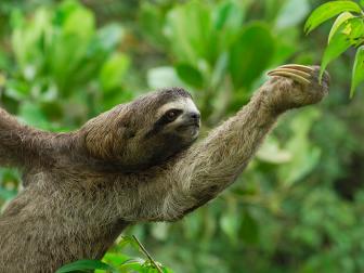 Brown-Throated Sloth
