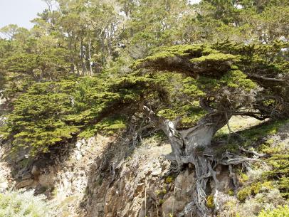 Behind the Scenes at Point Lobos | Travel Channel