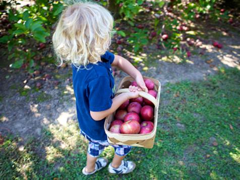 Top Apple-Picking Farms in the U.S.
