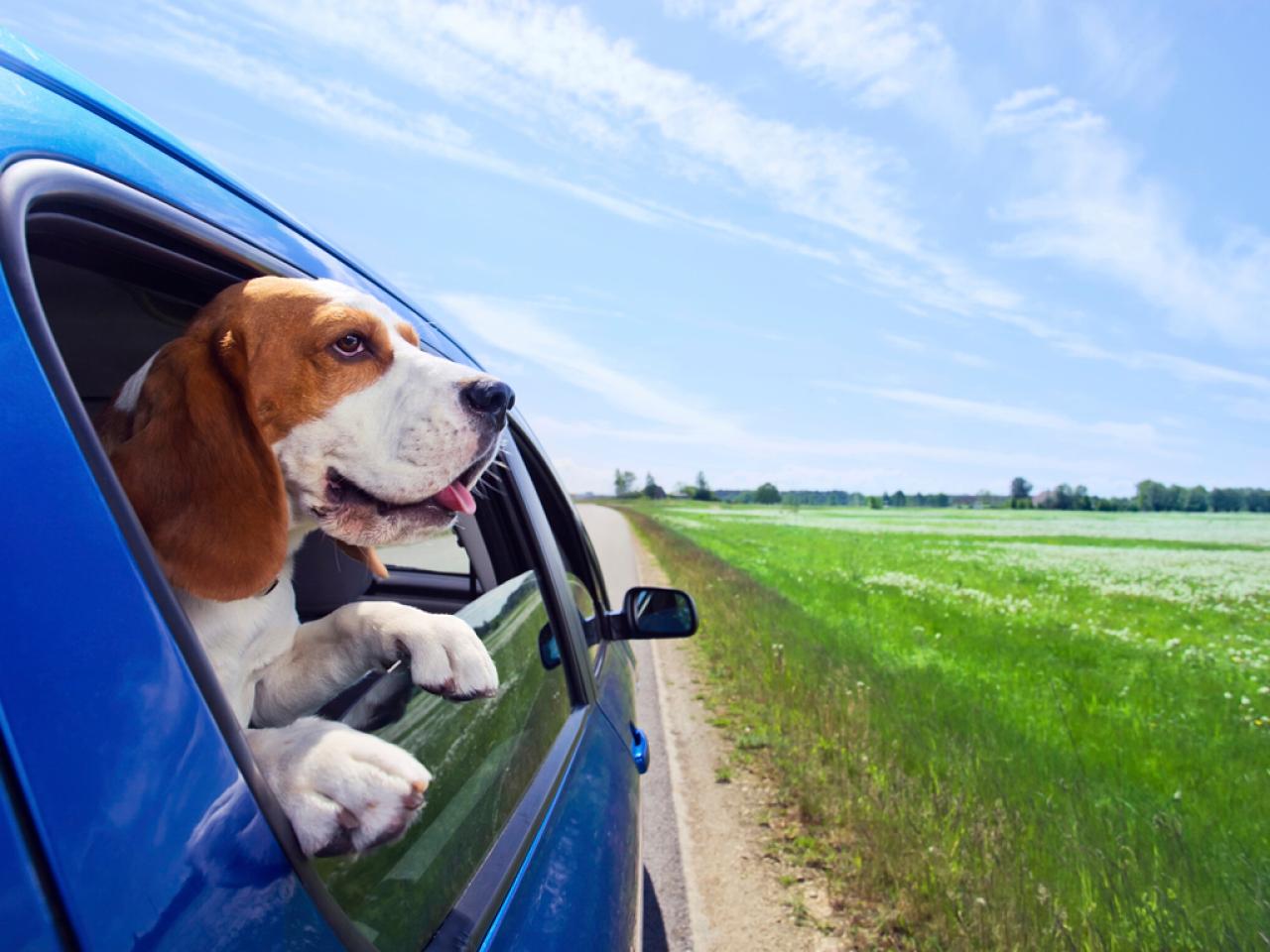 auto pet travel