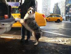 Bubba, an Australian shepherd, arrives at the Hotel Pennsylvania in NYC after an 8-hour drive from Jamestown, NY, in advance of the 2013 Westminster Kennel Club Dog Show. 