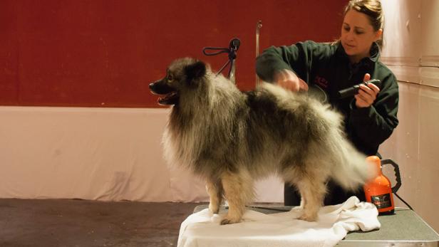 A very fluffy keeshond at the end of a long grooming session.