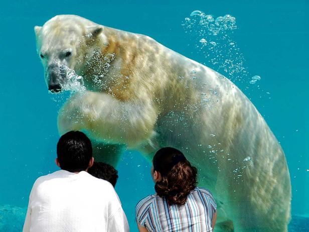 Chicago's Lincoln Park Zoo