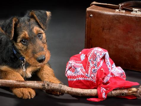 Do's and Don’ts for Traveling With Pets