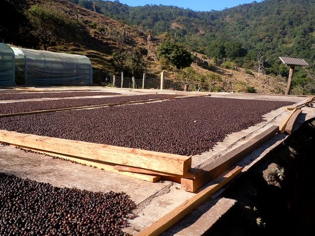 A crop of berries are laid out to dry in Finca de Filamon
