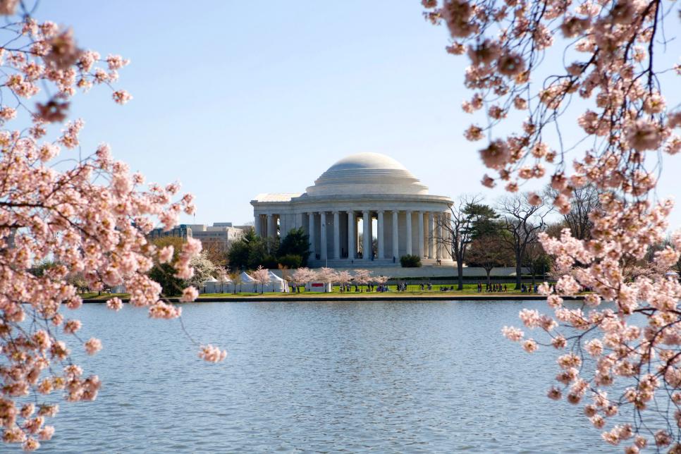 National Cherry Blossom Festival in D.C.