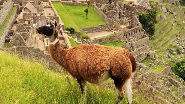 Llama at Machu Picchu