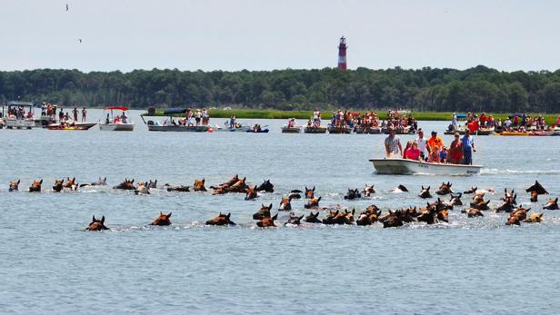 Chincoteague Island Annual Pony Swim