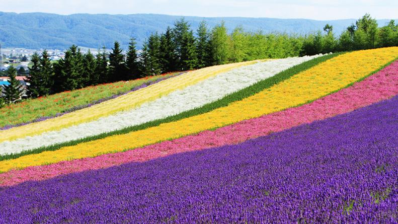 lavender farm, hokkaido, japan, farm tomita, flowers
