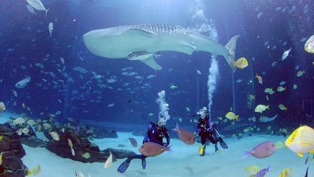 Georgia Aquarium