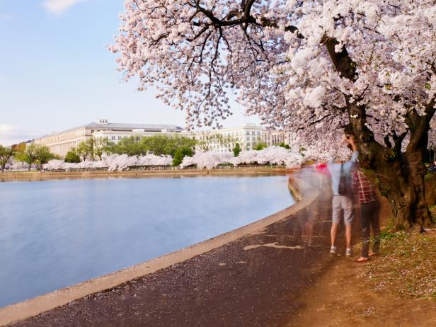 National Cherry Blossom Festival in Full Force, D.C. is Open - The