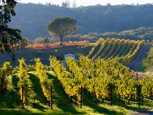 Napa Valley Vacation Ideas and Guides : TravelChannel.com | Travel Channel