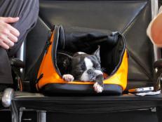 All you need to know about safely flying with your pet.