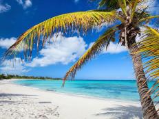 Idyllic beach with palm tree at Bahamas