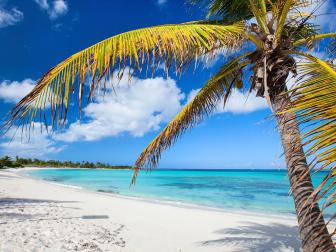 Idyllic beach with palm tree at Bahamas