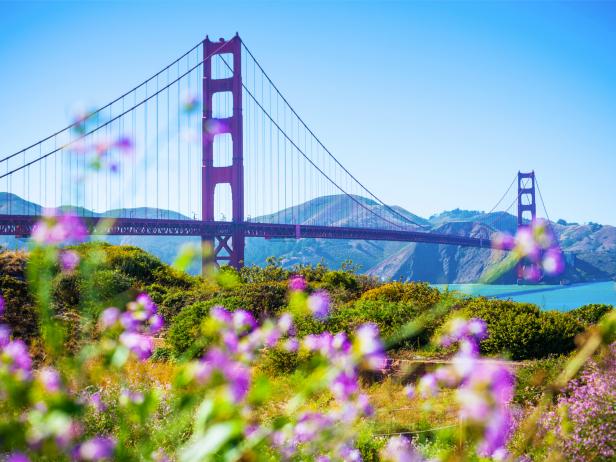 golden gate bridge, spring, flowers, san francisco, california